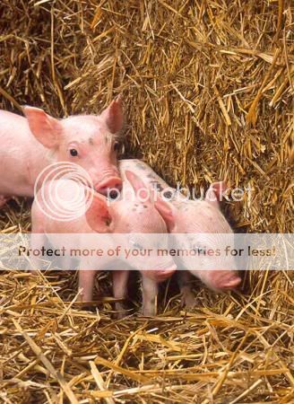 babypix.jpg baby pigs image by cooptrapper