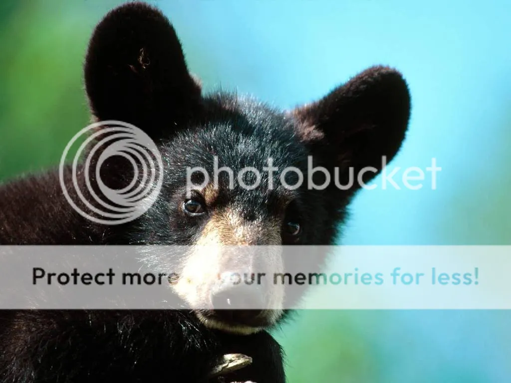 Bear cub Pictures, Images and Photos