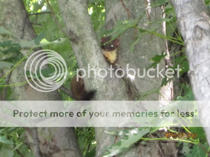 Weasels Kentucky Trappers