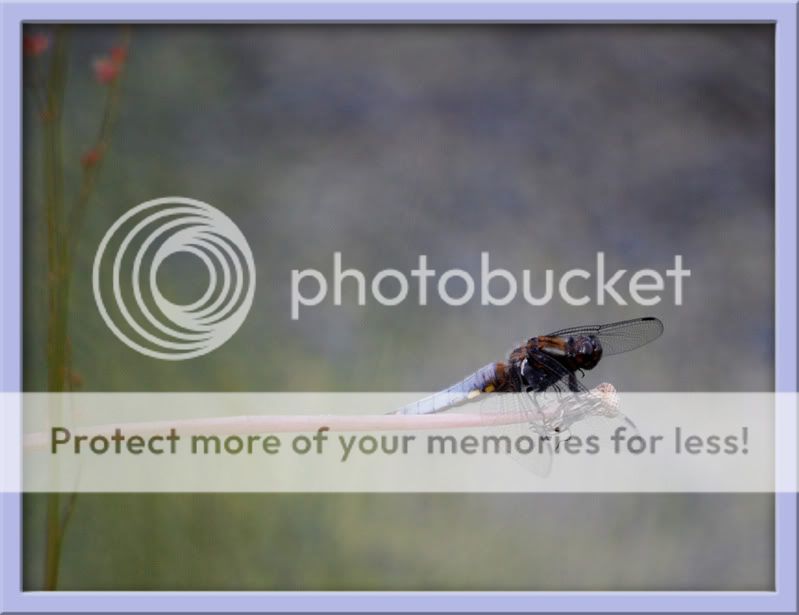 Fotografie