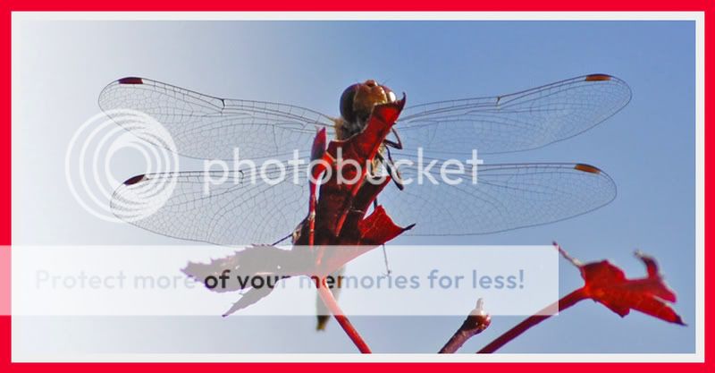 Fotografie