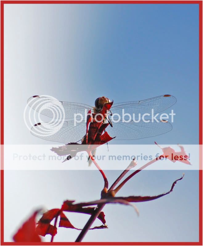 Fotografie