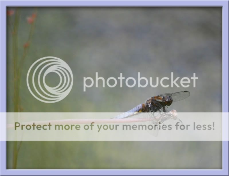 Fotografie