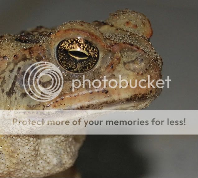 Fotografie